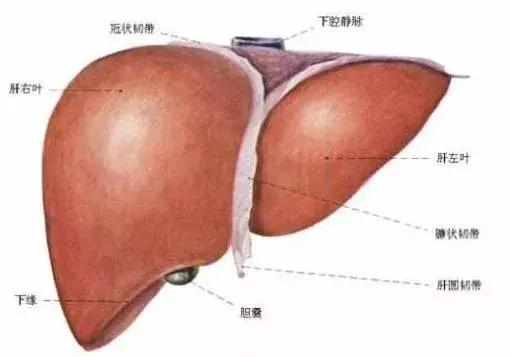 肝胆经络垃圾多，你的寿命不会长，怎么办？