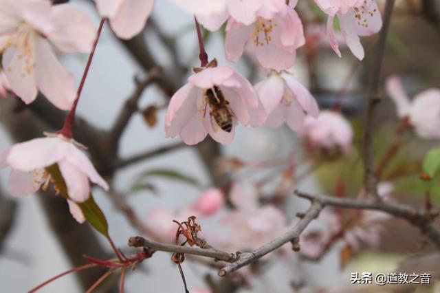 春季气象——春阳上升,顺应节令以养生