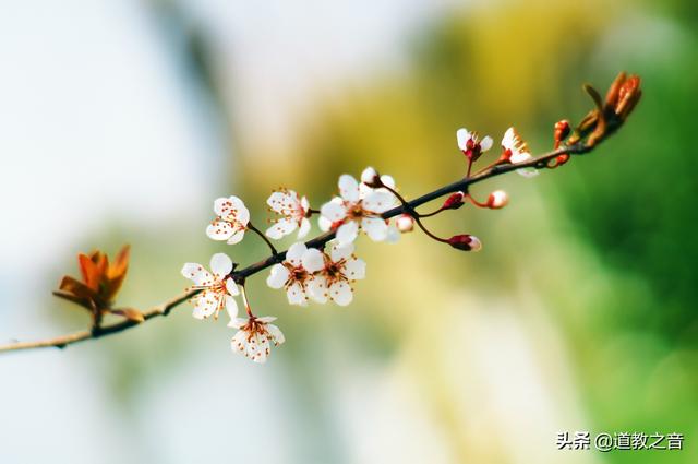 春季气象——春阳上升,顺应节令以养生