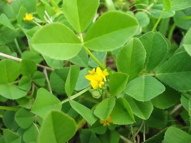 春季限定之苜蓿菜，这样吃养生又健康，可别错过了好时机