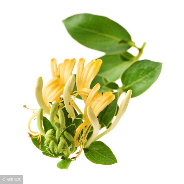 养肝护眼,就喝这4杯茶!春天养生绝不能错过,眼疲劳必喝
