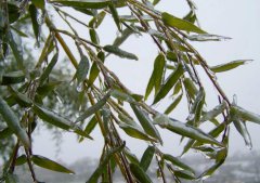 湿雪是什么雪 湿雪只是雨