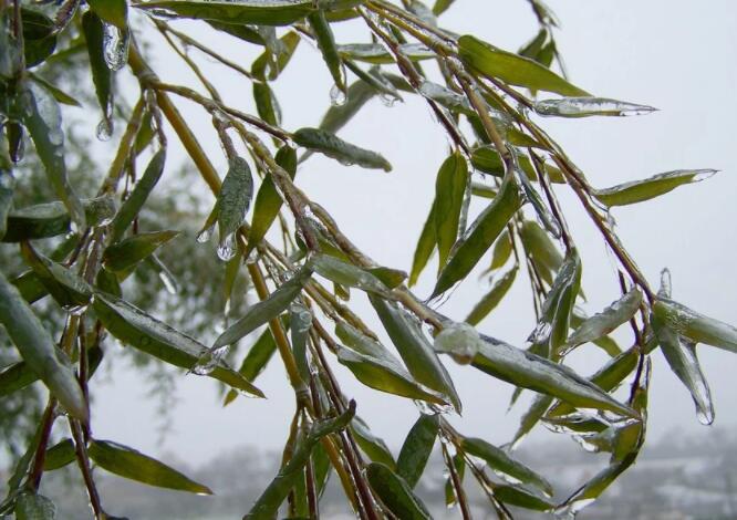 湿雪是什么雪 湿雪只是雨夹雪吗