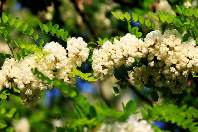春季养生经常吃槐花,营养师教你这2种吃法,养生效果还能翻倍