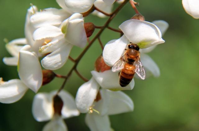 春季养生经常吃槐花,营养师教你这2种吃法,养生效果还能翻倍