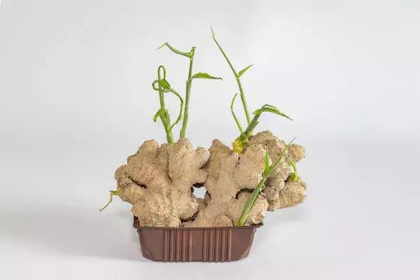 早晚吃三片姜,一扫体内寒湿,还能健脾补阳!大寒后养生最不该错过