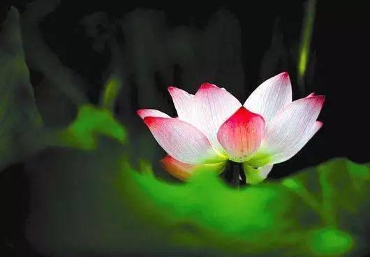 昼长夜短,今日夏至!注意养生