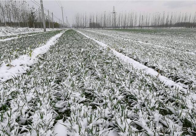 春节将至，20年春节在几九？冷不冷？降雪有哪些影响？看完有数了