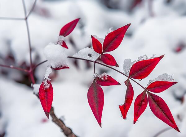 立冬是什么季节的节气 立冬算不算冬天