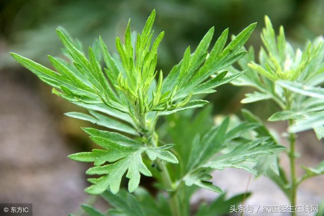 艾草抗癌是真的吗？别再被骗了，艾草就这3个养生作用