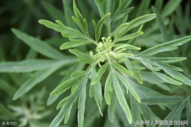 艾草抗癌是真的吗？别再被骗了，艾草就这3个养生作用