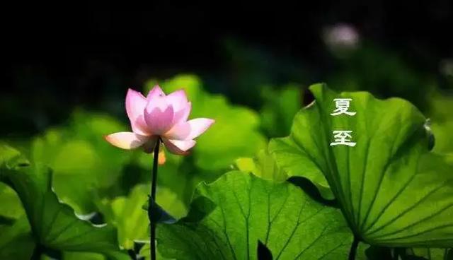 夏至将至,谨记这些养生事项,安然度夏!
