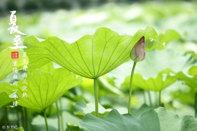 老中医坦言:夏至养生,牢记这4个要点