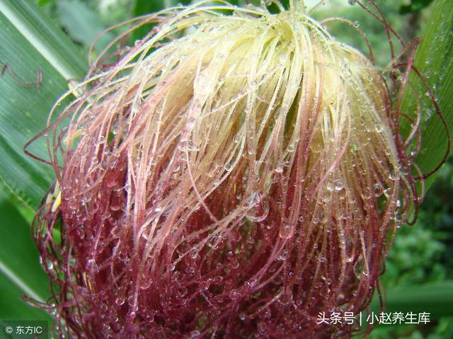 今日立冬,吃“三果”,饮“三水”,做“三菜”全家人都不生病!