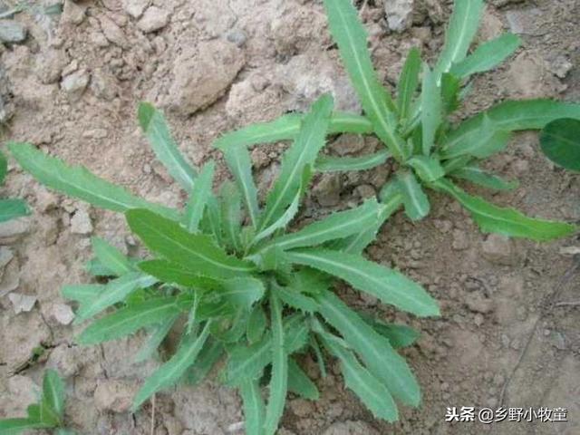 农民常吃的2种养生野菜,其中一种是白血病的克星,你吃过吗?