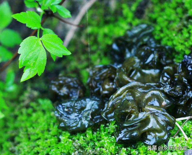 农民常吃的2种养生野菜,其中一种是白血病的克星,你吃过吗?