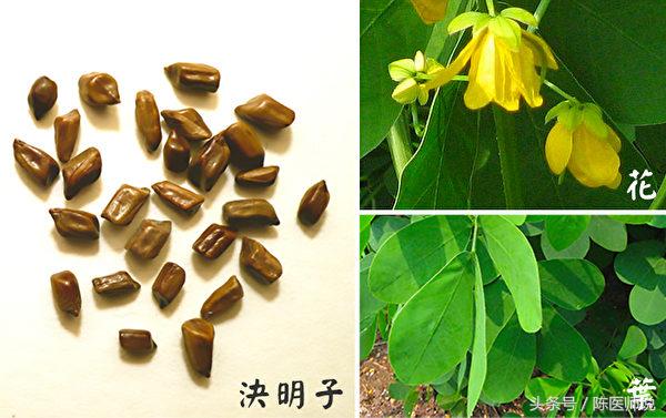 最平民药材:决明子护肝明目、降血压5大实用功效