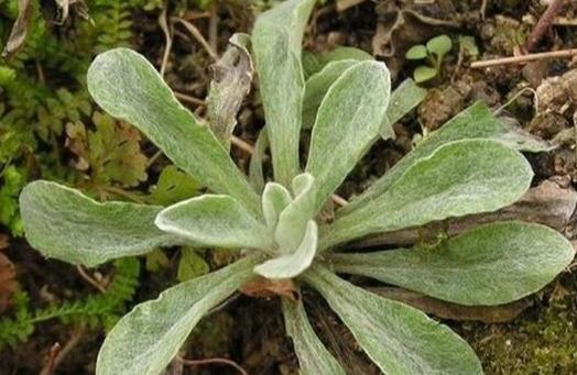 养生野菜“白蒿子”,野菜中的降压药,扩张血管,你知道吗?