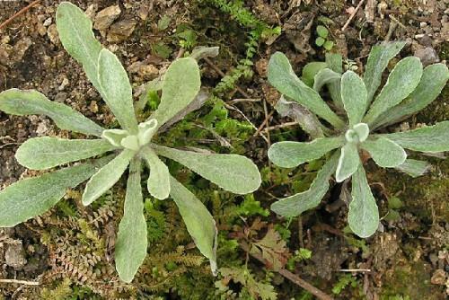 养生野菜“白蒿子”,野菜中的降压药,扩张血管,你知道吗?