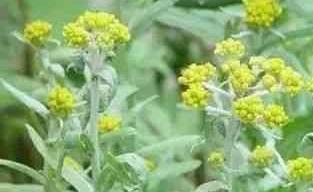 养生野菜“白蒿子”,野菜中的降压药,扩张血管,你知道吗?