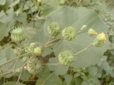 农村曾经常见的植物,中医当做宝,如今难寻!