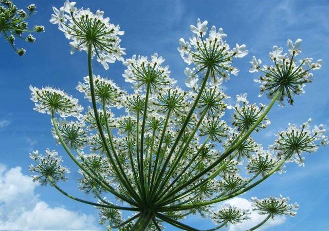 它是祛风湿、散风寒的良药,还有没有其他的养生作用呢?