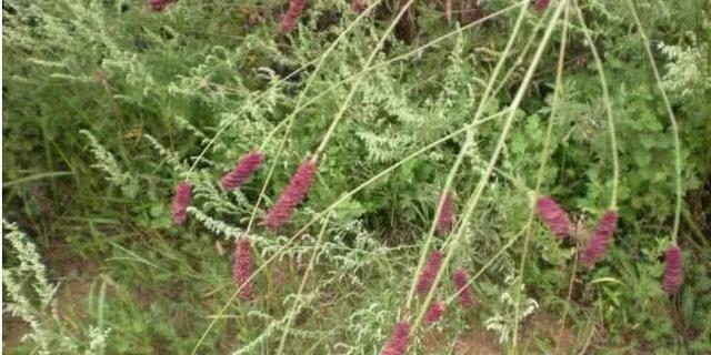 痔疮的“天敌”找到了!坚持每天吃一点,消除痔疮便血一身轻