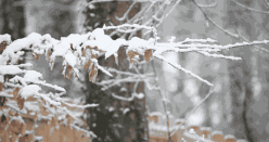 小到中雪!新一轮阴雨雪来袭,武汉接下来的天气…