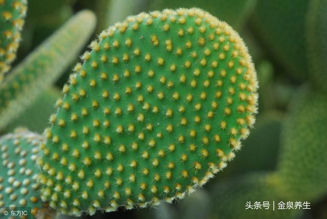 药膳食疗——养生四蔬 功效:清肠排毒 提高免疫 流行性感冒