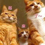 七大姑八大姨催婚、催娃