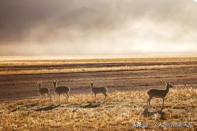 为什么此生一定要去西藏?这5个理由,足以让你背起行囊
