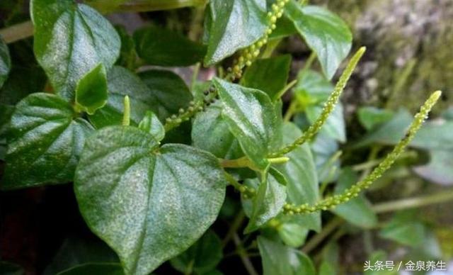 中医药酒方 石蝉草酒 功效:胃癌、食管癌、肝癌、肺癌、乳腺癌