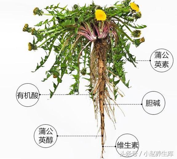 吸烟能引起“五种疾病”你知道吗?解烟毒做四事,要戒烟做到三事