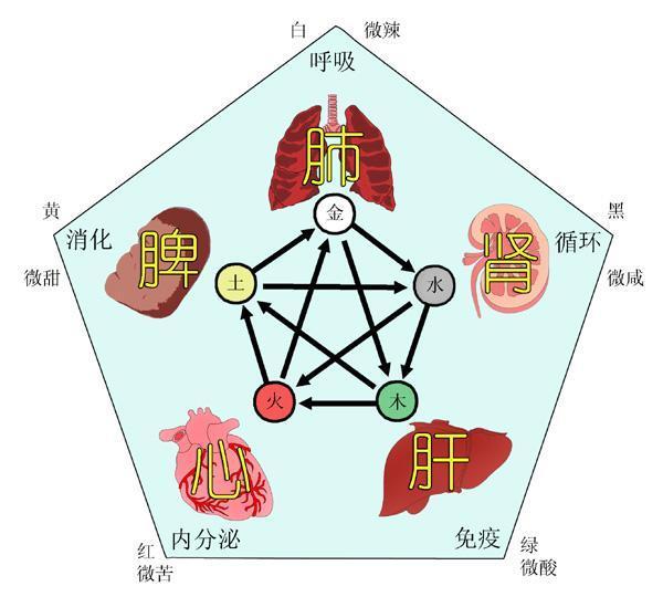 养生就是养五脏,养好肝心脾肺肾,身体自然好!中医教你五脏养生
