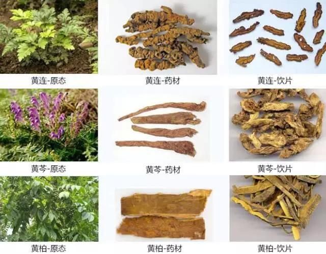 大肠湿热：大便溏黏，里急后重或大便脓血，几味中草药可帮到你