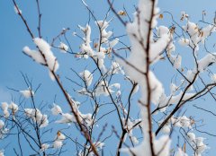 立冬节气特点介绍 立冬节