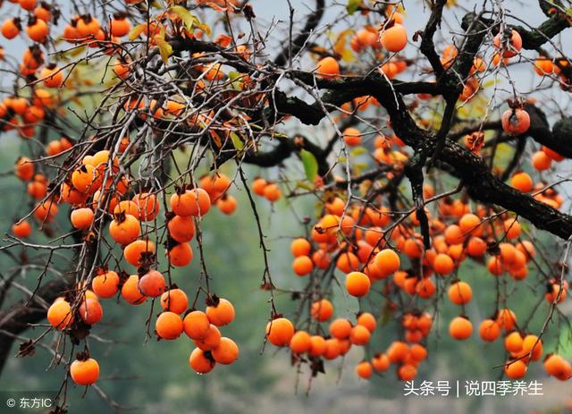 霜降节气养生,你知多少?