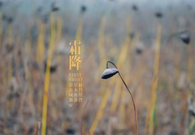 霜降鸿声切,养生正当时