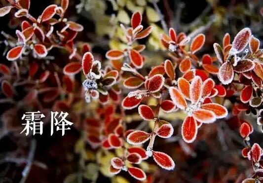 二十四节气养生之霜降