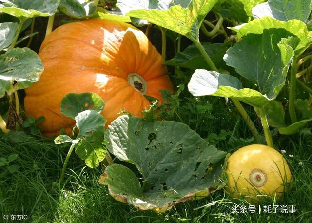 秋季13种养生食物 千万不要错过!