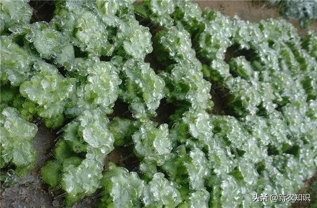 日光室温冰菜种植，如何使用正确方式栽种，以及科学的管理方式