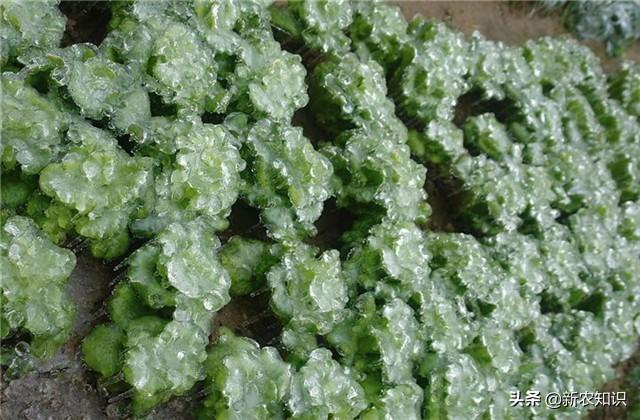 日光室温冰菜种植,如何使用正确方式栽种,以及科学的管理方式