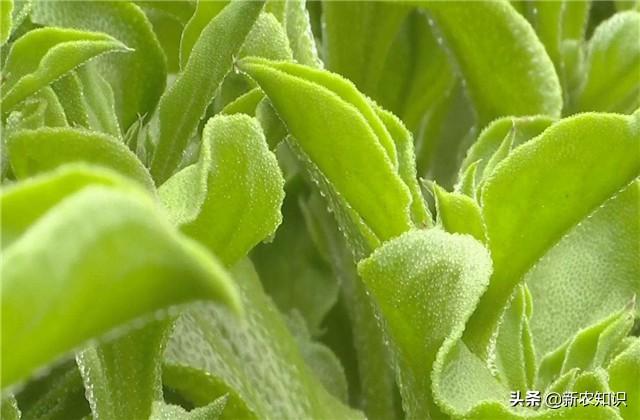 日光室温冰菜种植,如何使用正确方式栽种,以及科学的管理方式