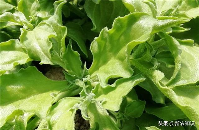 日光室温冰菜种植,如何使用正确方式栽种,以及科学的管理方式