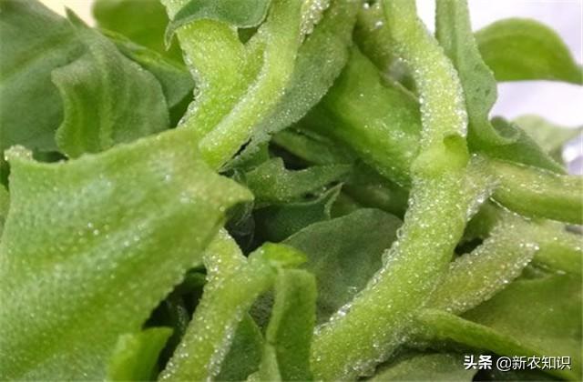 日光室温冰菜种植,如何使用正确方式栽种,以及科学的管理方式
