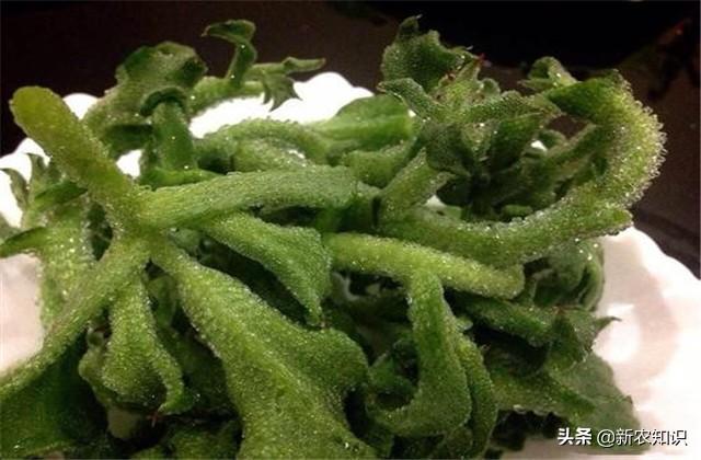 日光室温冰菜种植,如何使用正确方式栽种,以及科学的管理方式