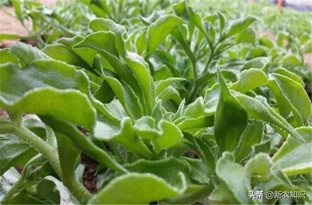 日光室温冰菜种植,如何使用正确方式栽种,以及科学的管理方式