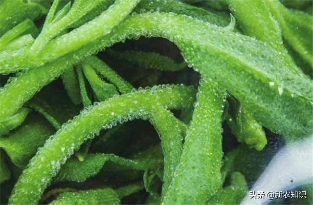 日光室温冰菜种植,如何使用正确方式栽种,以及科学的管理方式