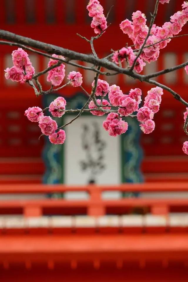 今日大寒!厦门本周最高气温23°C!春节天气更新发布!内附独家福利...