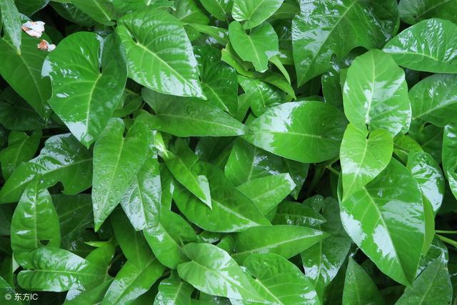 夏天必吃抗癌好菜！研究显示：常吃「这一盘」乳癌机率降40%